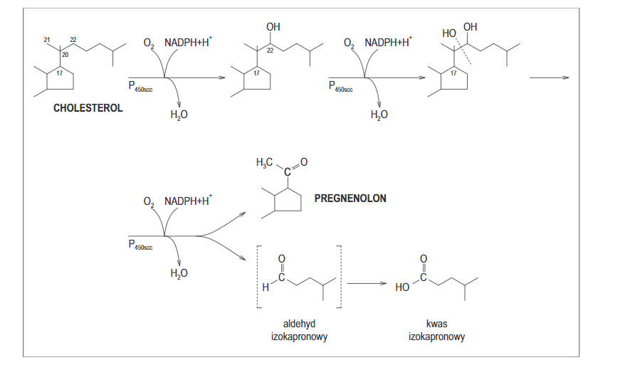 Pregnenolon