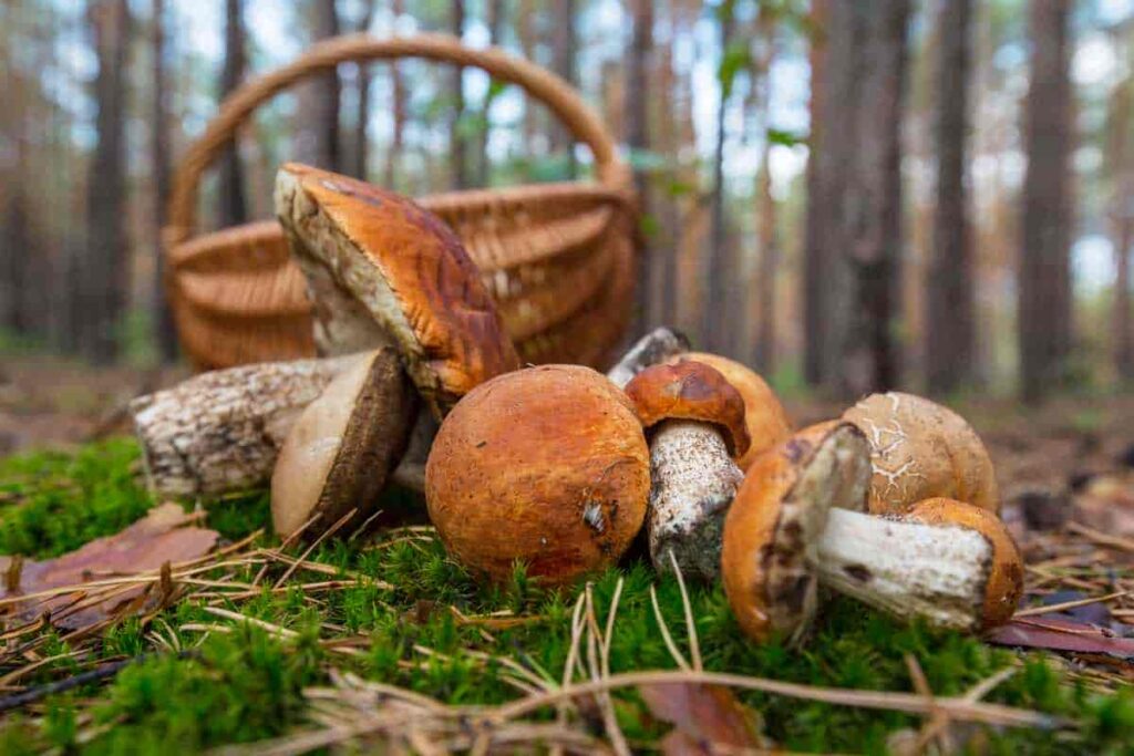 Grzyby – tylko z pewnego źródła i od doświadczonych zbieraczy