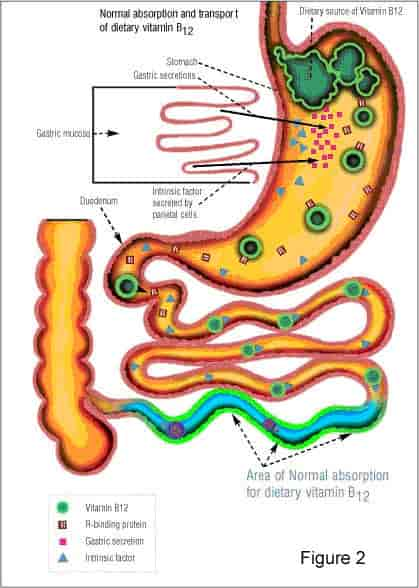 Witamina B12 - wchłanianie
