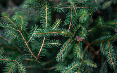 Jak przygotować sosnowe igły?