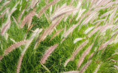 Jak wykorzystać skrzyp polny do naturalnego leczenia?