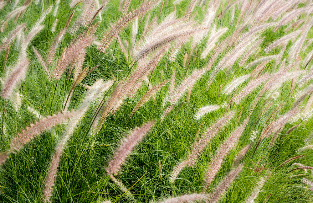 Jak wykorzystać skrzyp polny do naturalnego leczenia?