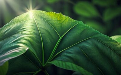 Chlorofil – zielony pigment roślinny