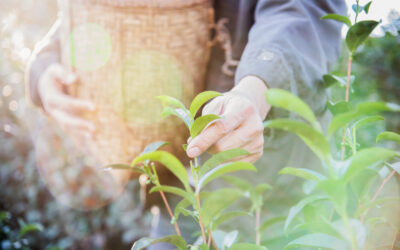 Olejek z drzewa herbacianego na trądzik: naturalny sposób na walkę z niedoskonałościami skóry