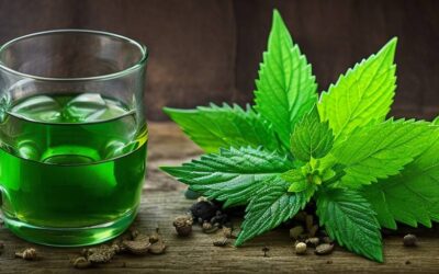 Pokrzywa do picia – właściwości i korzyści dla zdrowia