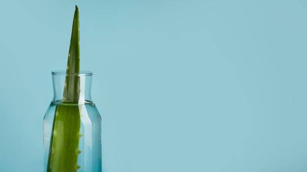 Aloes nawilża czy wysusza skórę?