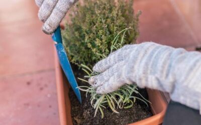 Jak poradzić sobie z zaskórnikami domowymi sposobami?