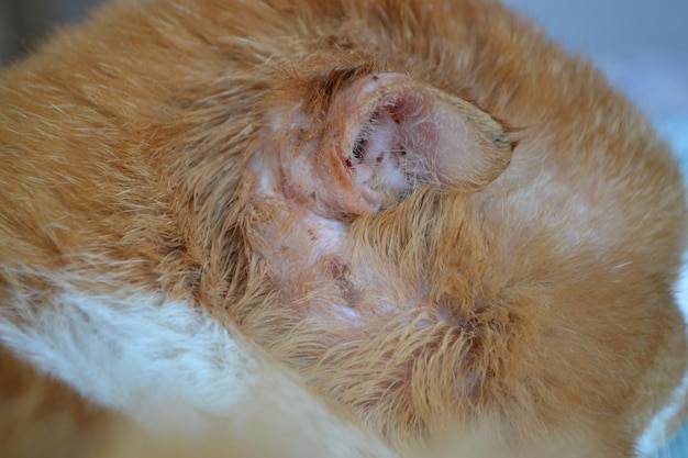 Łuszczyca u psa objawy które powinny zwrócić uwagę opiekuna